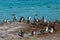 African penguins on coastal rocks