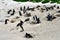 African Penguins colony at Boulders Beach