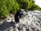 African Penguins colony of Boulders Beach Table Mountain Nation Cape Bird. South Africa.