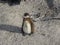 African Penguins colony of Boulders Beach Table Mountain Nation Cape Bird. South Africa.