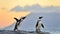 The African penguins in evening twilight with sunset sky.