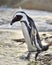 African penguins go ashore from the ocean at evening twilight.