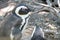 African penguins in a nesting area