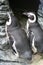 African penguins with patterns and long black beaks