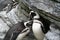 African penguins with patterns and long black beaks