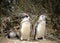 African penguins perched atop a sandy beach surrounded by lush vegetation