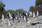 The African Penguins on Robben Island Cape Town