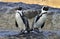 African Penguins on the seashore. Boulders Beach near Simons Town on the Cape Peninsula,