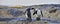 African Penguins on the seashore. Boulders Beach near Simons Town on the Cape Peninsula,