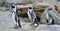 The African penguins on the shore in evening twilight.