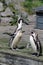 African penguins singing