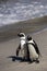 African penguins, South Africa