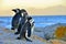 African penguins spheniscus demersus. Evening twilight above red sunset sky.