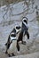 African penguins spheniscus demersus go ashore from the ocean at evening twilight. African penguin spheniscus demersus at the