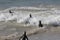 African Penguins, Spheniscus demersus, going for a swim at Boulders Beach, Simonstown,  Cape Town South Africa