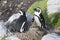 African Penguins Spheniscus demersus at the nest, Stony Point Nature Reseve, Betty`s Bay, South Africa