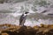 African penguins staying on the rock at Betty``s bay