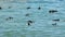 African penguins swimming