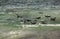 African penguins swimming together at Boulders Beach, South Africa