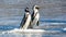 African penguins walk out of the ocean in the foam of the surf