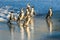 African penguins walk out of the ocean on the sandy beach.