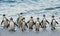 African penguins walk out of the ocean on the sandy beach.