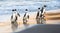 African penguins walk out of the ocean to the sandy beach. African penguin also known as the jackass penguin, black-footed penguin