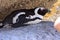 African Penquin at Boulder Beach in South Africa