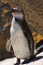 African Penquin at Boulder Beach in South Africa