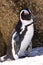 African Penquin at Boulder Beach in South Africa