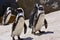 African Penquin at Boulder Beach in South Africa