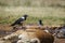 African Pied Crow in Vulpro rehabilitation center, South Africa