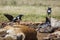 African Pied Crow in Vulpro rehabilitation center, South Africa