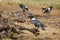 African Pied Crow in Vulpro rehabilitation center, South Africa