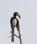 African Pied Hornbill