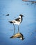 African Pied Wagtail Bird