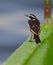 An African Pied Wagtail on deck