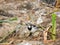 African pied wagtail foraging for food