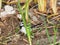 African pied wagtail foraging for food