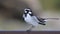 African Pied wagtail (Motacilla aguimp)