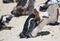 African pinguin at boulders beach in Simons town