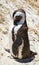 African pinguin at boulders beach in Simons town