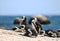 African pinguins at boulders beach in Simons town