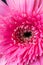 African pink daisy