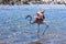 African pink flamingo runs through the water