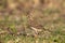 African Pipit