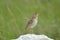 African pipit on rock, green background