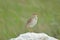 African pipit on rock, green background