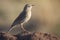 African Pipit sitting on a ground mound in the early morning sun