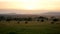 African Plain Landscape At Sunset With Acacia Trees And Grazing Wild Buffalo